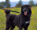 Собаки в Наро-Фоминске: Стен, привит, кастрирован. В самые добрые руки. Мальчик, Бесплатно - фото 10