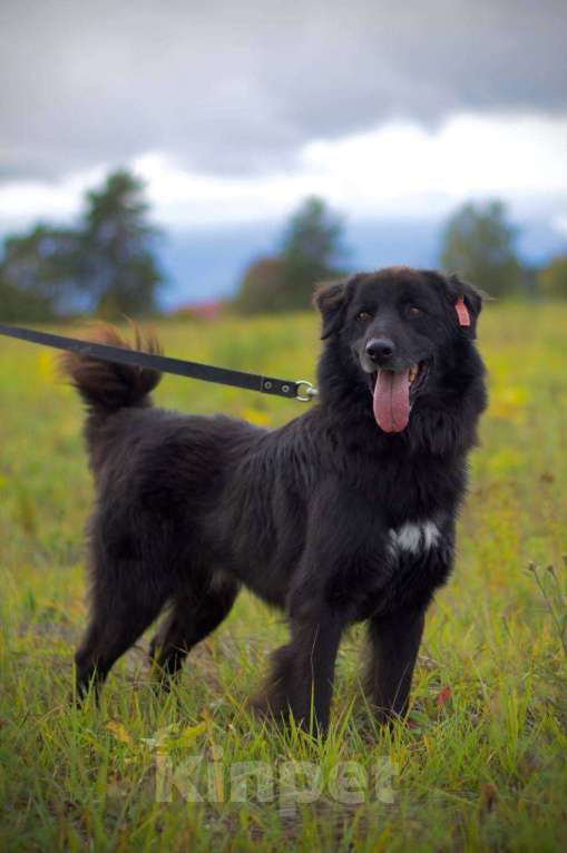 Собаки в Наро-Фоминске: Стен, привит, кастрирован. В самые добрые руки. Мальчик, Бесплатно - фото 10