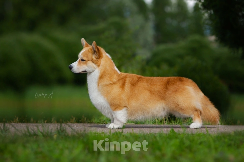 Собаки в Фрязино: Щенки вельш корги пемброк, предварительная бронь на конец мая Девочка, 75 000 руб. - фото 6
