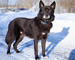 Собаки в Москве: Гаспар, 3 года. Ласковый, послушный пёс в муниципальном приюте. Мальчик, Бесплатно - фото 7