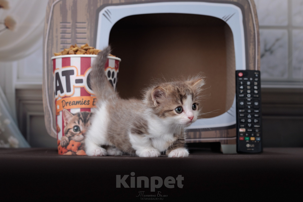 Кошки в Москве: Котята манчкин Мальчик, 99 999 руб. - фото 6