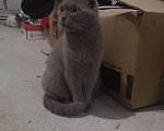 Кошки в Кстово: Кошка. Британская, 500 руб. - фото 1