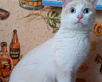 Кошки в Собинке: Котик 7 месяцев, Бесплатно - фото 3