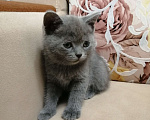 Кошки в Красноярске: Отдам котенка в добрые руки Мальчик, 1 руб. - фото 1