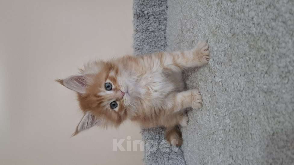 Кошки в Москве: Котята мейн кун Мальчик, 60 000 руб. - фото 4