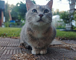 Кошки в других городах Ленинградской области: Кошечка Дюльсинея нуждается в доме Девочка, Бесплатно - фото 7