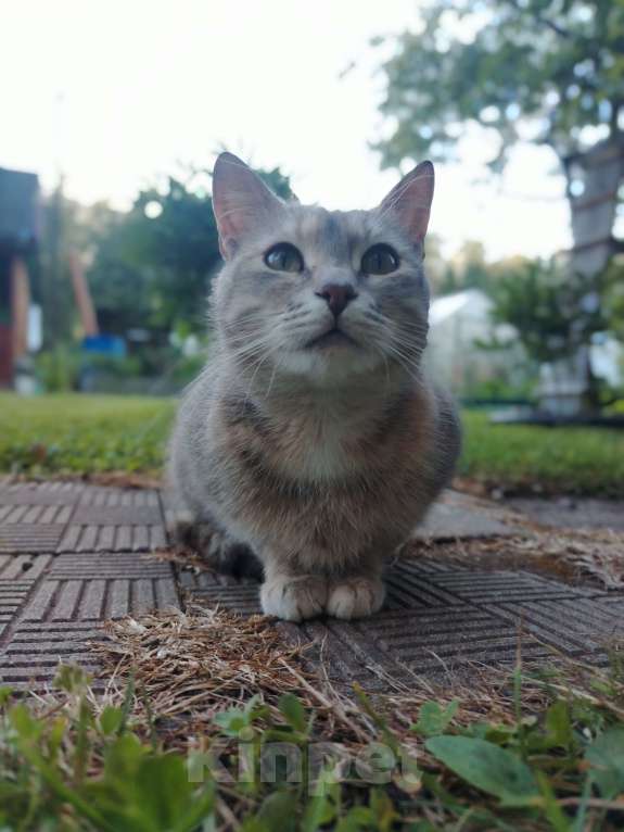 Кошки в других городах Ленинградской области: Кошечка Дюльсинея нуждается в доме Девочка, Бесплатно - фото 7