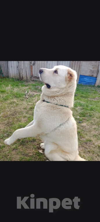 Собаки в других городах Краснодарского края: Алабай (САО) Мальчик, Бесплатно - фото 9