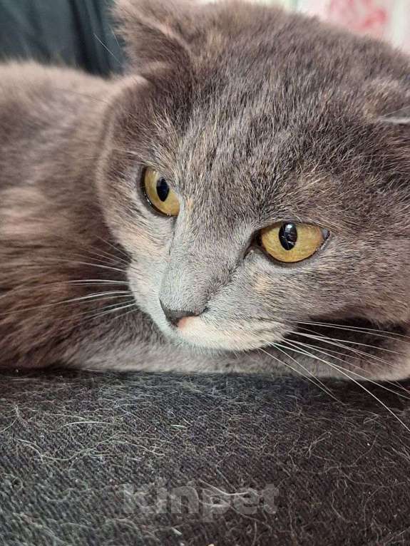 Кошки в Ижевске: Кошка в добрые руки Девочка, Бесплатно - фото 3