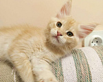 Кошки в Новосибирске: Мейн-кунчик в любимцы Мальчик, 12 000 руб. - фото 1