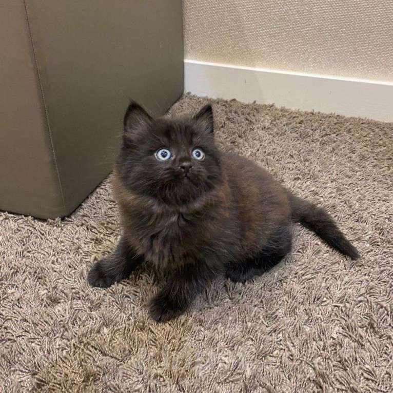 Кошки в Москве: Пушистый котенок в добрые руки Мальчик, Бесплатно - фото 4