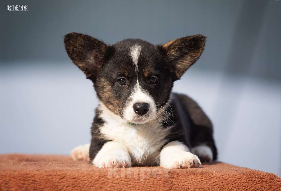 Собаки в Москве: Девочка корги Девочка, Бесплатно - фото 6