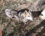 Собаки в Малом Вишере: Лайка ищет хозяина  Девочка, Бесплатно - фото 5