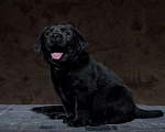 Собаки в Пушкино: Щенки Лабрадора Мальчик, 60 000 руб. - фото 5