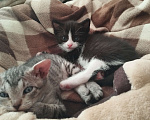 Кошки в Казани: Котенок черный Мальчик, Бесплатно - фото 3