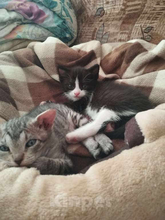 Кошки в Казани: Котенок черный Мальчик, Бесплатно - фото 3