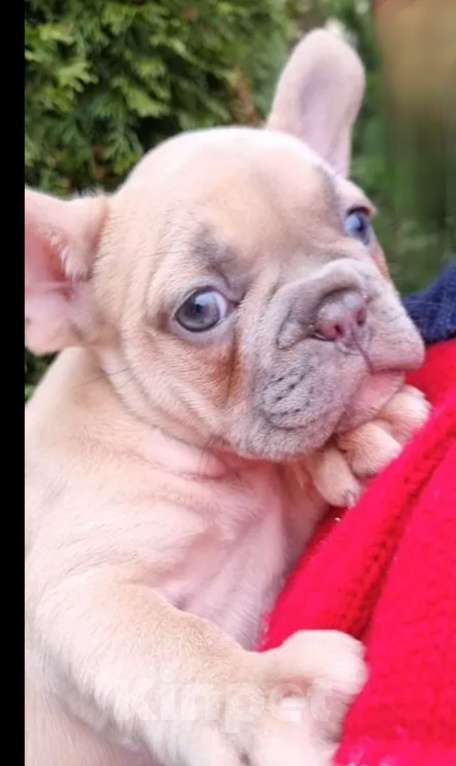 Собаки в Москве: Девочка, лиловопалевая Девочка, 55 000 руб. - фото 3