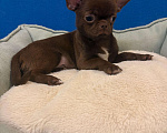 Собаки в Москве: Чихуахуа    Роскошные  Шоколадки Мальчик, 25 000 руб. - фото 3