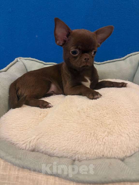 Собаки в Москве: Чихуахуа    Роскошные  Шоколадки Мальчик, 25 000 руб. - фото 3