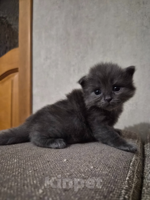 Кошки в Армавире: Продаю котят Мальчик, 5 000 руб. - фото 2