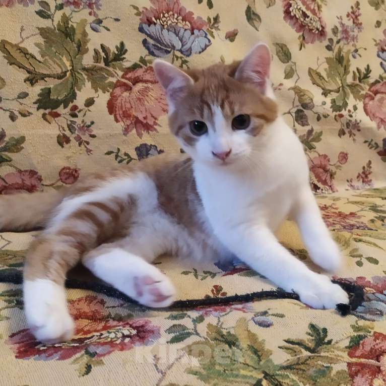 Кошки в Санкт-Петербурге: Ласковый  котëнок Степашка в добрые руки Мальчик, Бесплатно - фото 9