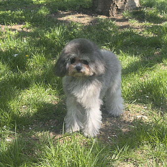 Тедди пудель Китай 🇨🇳