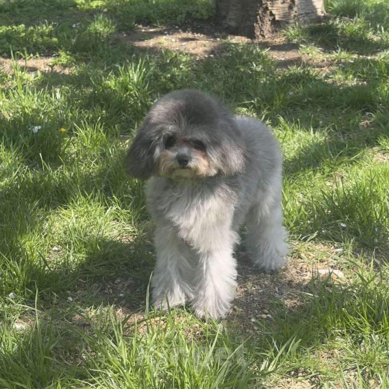 Собаки в Краснодаре: Тедди пудель Китай 🇨🇳 Девочка, 120 000 руб. - фото 1