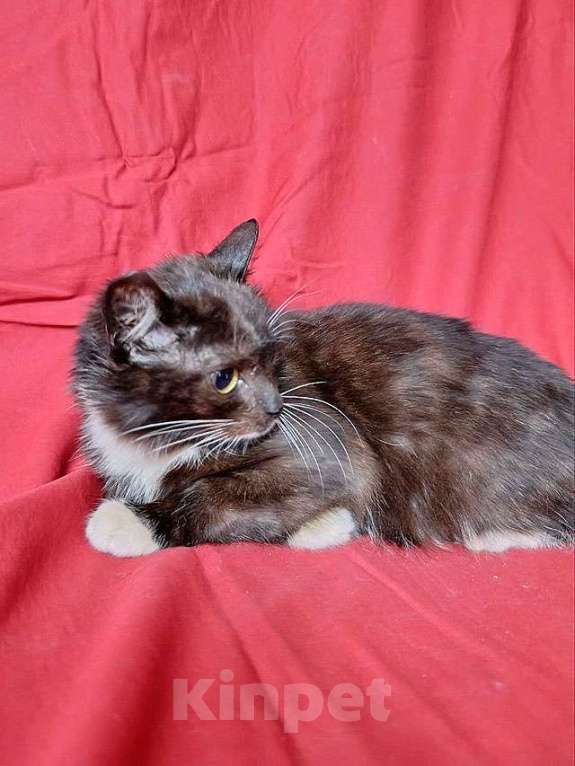 Кошки в Санкт-Петербурге: Два маленьких котенка мальчик и девочка ищут дом  Мальчик, 10 руб. - фото 8