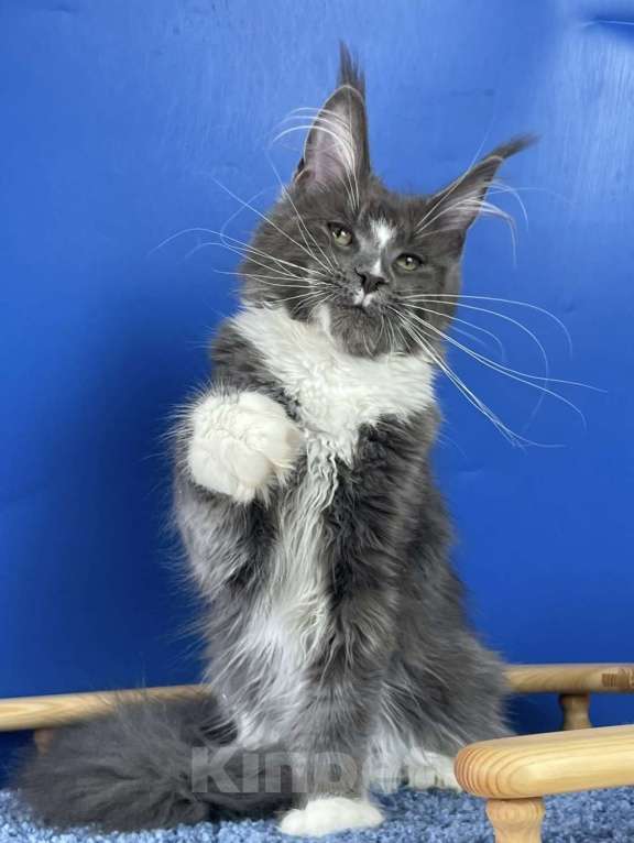 Кошки в Санкт-Петербурге: Мейн Кун котята Девочка, 50 000 руб. - фото 3