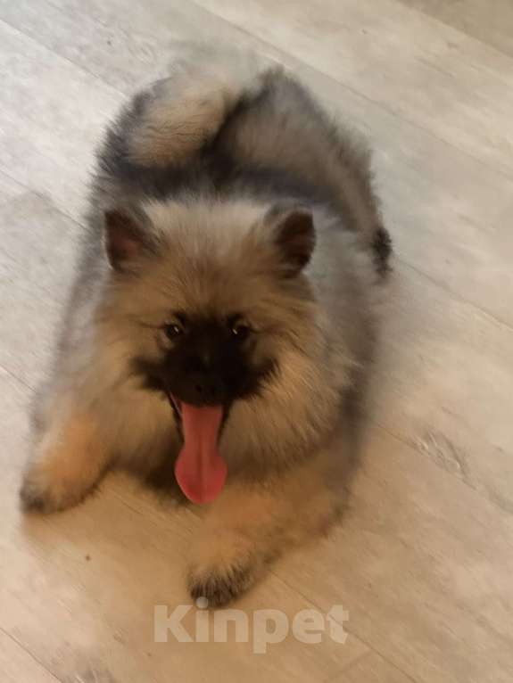 Собаки в Москве: Вольфшпиц КЕЕСХОНД Девочка, 100 000 руб. - фото 8