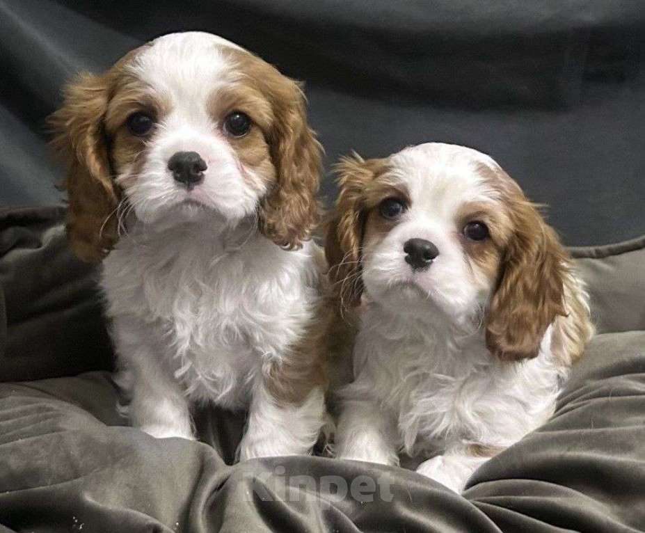 Собаки в Москве: щенки Кавалер Кинг Чарльз Спаниель, 2 месяца Мальчик, 70 000 руб. - фото 3
