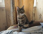 Кошки в Санкт-Петербурге: Кошечка 1 год Девочка, Бесплатно - фото 1