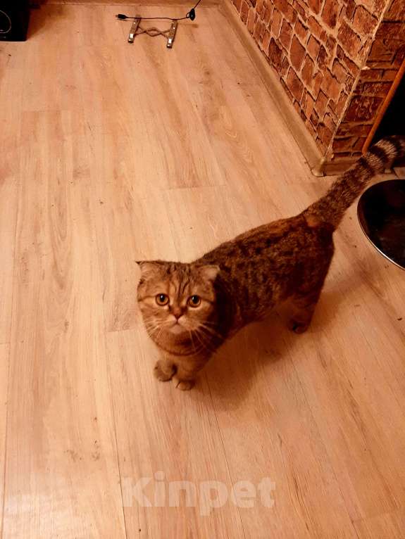 Кошки в других городах Московской области:  Продам кошку  Девочка, 10 000 руб. - фото 5