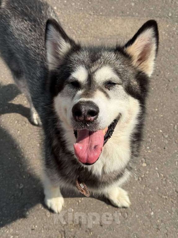 Собаки в Москве: Кайли выкинули спустя 8 лет семейной жизни Девочка, Бесплатно - фото 7