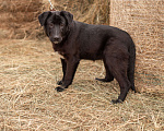 Собаки в Электростали: Щенок 6 месяцев  Девочка, 5 руб. - фото 2