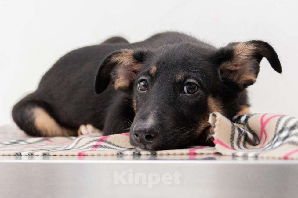 Собаки в Москве: Щенок-девочка в добрые руки Девочка, Бесплатно - фото 5