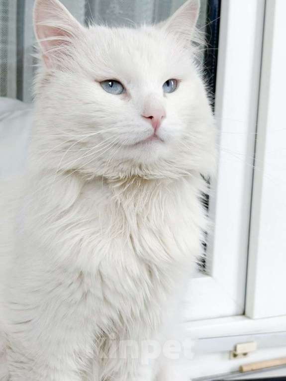 Кошки в Москве: Дунай ищет дом Мальчик, Бесплатно - фото 3