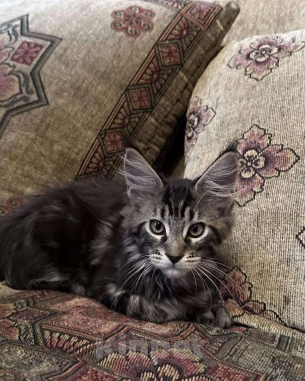 Кошки в Москве: Марсель ищет новый дом! Мальчик, 60 000 руб. - фото 4