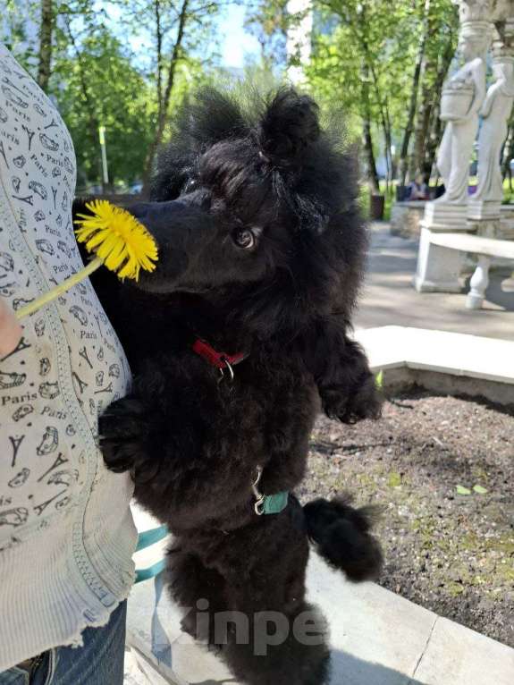Собаки в Москве: Щенок пуделя — ваш будущий верный друг! Мальчик, 110 000 руб. - фото 3