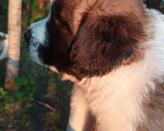 Собаки в Кашине: Московская сторожевая  Мальчик, 40 000 руб. - фото 4