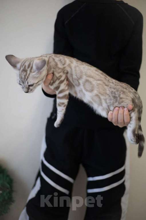 Кошки в Москве: Алфей Мальчик, 70 000 руб. - фото 1