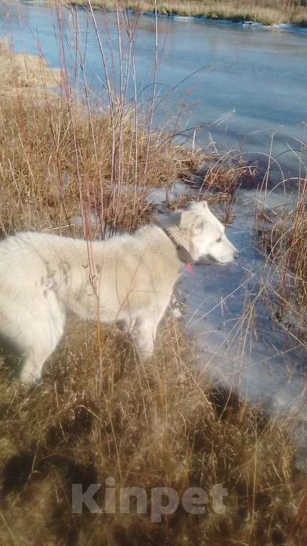 Собаки в других городах Бурятии: В доброе руки Девочка, 1 000 руб. - фото 2