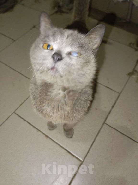 Кошки в Москве: Буся- бабуся кошка Девочка, Бесплатно - фото 10