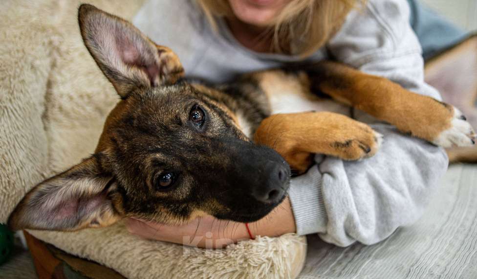 Собаки в Москве: Щенок в добрые руки бесплатно Москва Девочка, Бесплатно - фото 4