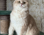 Кошки в Люберцах: Шотландские котята Мальчик, Бесплатно - фото 4