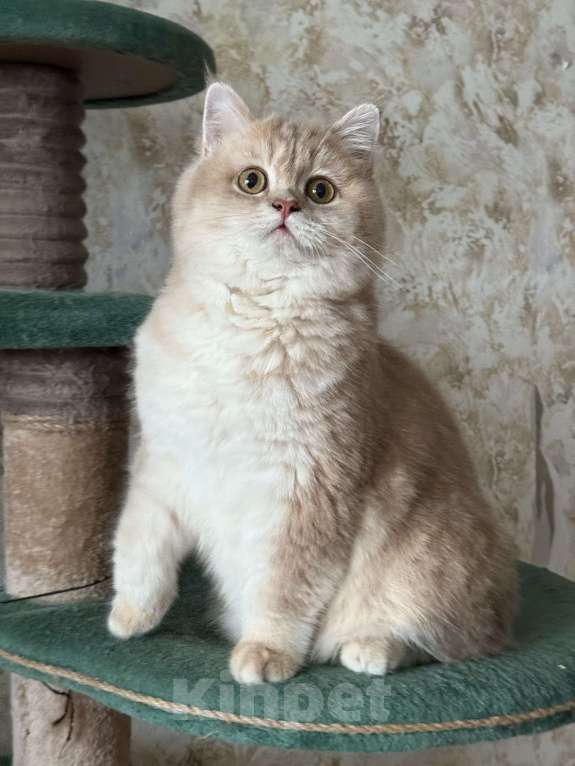 Кошки в Люберцах: Шотландские котята Мальчик, Бесплатно - фото 4