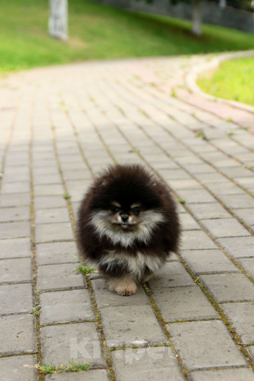 Собаки в Набережных Челнах: Шпиц щенок девочка в типе мишка Девочка, 135 000 руб. - фото 7