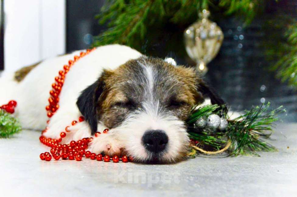 Собаки в Москве: Девочка Джек Рассел терьер  Девочка, 65 000 руб. - фото 5