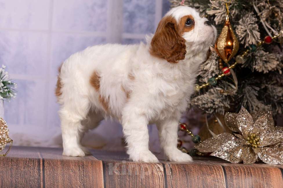 Собаки в Королеве: Кавалер Кинг Чарльз спаниель щенок девочка мини Девочка, 75 000 руб. - фото 6