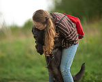 Собаки в Москве: Найт Мальчик, Бесплатно - фото 15
